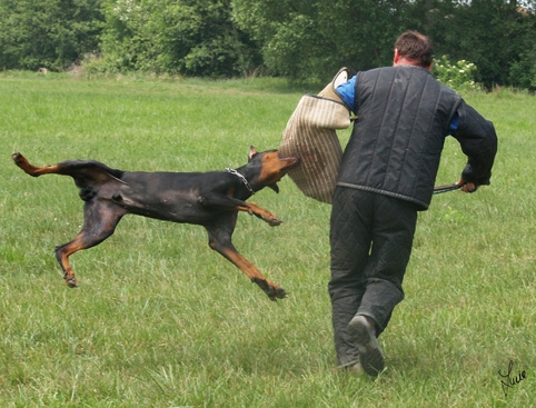 Dogs in training 6/2007